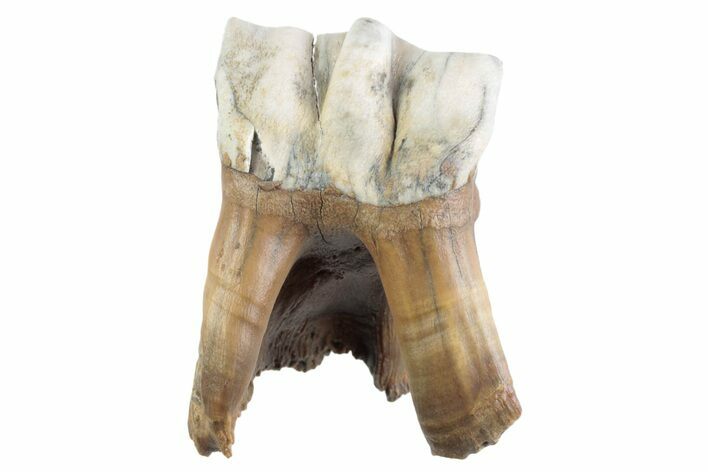 Fossil Woolly Rhino (Coelodonta) Tooth - Siberia #370952